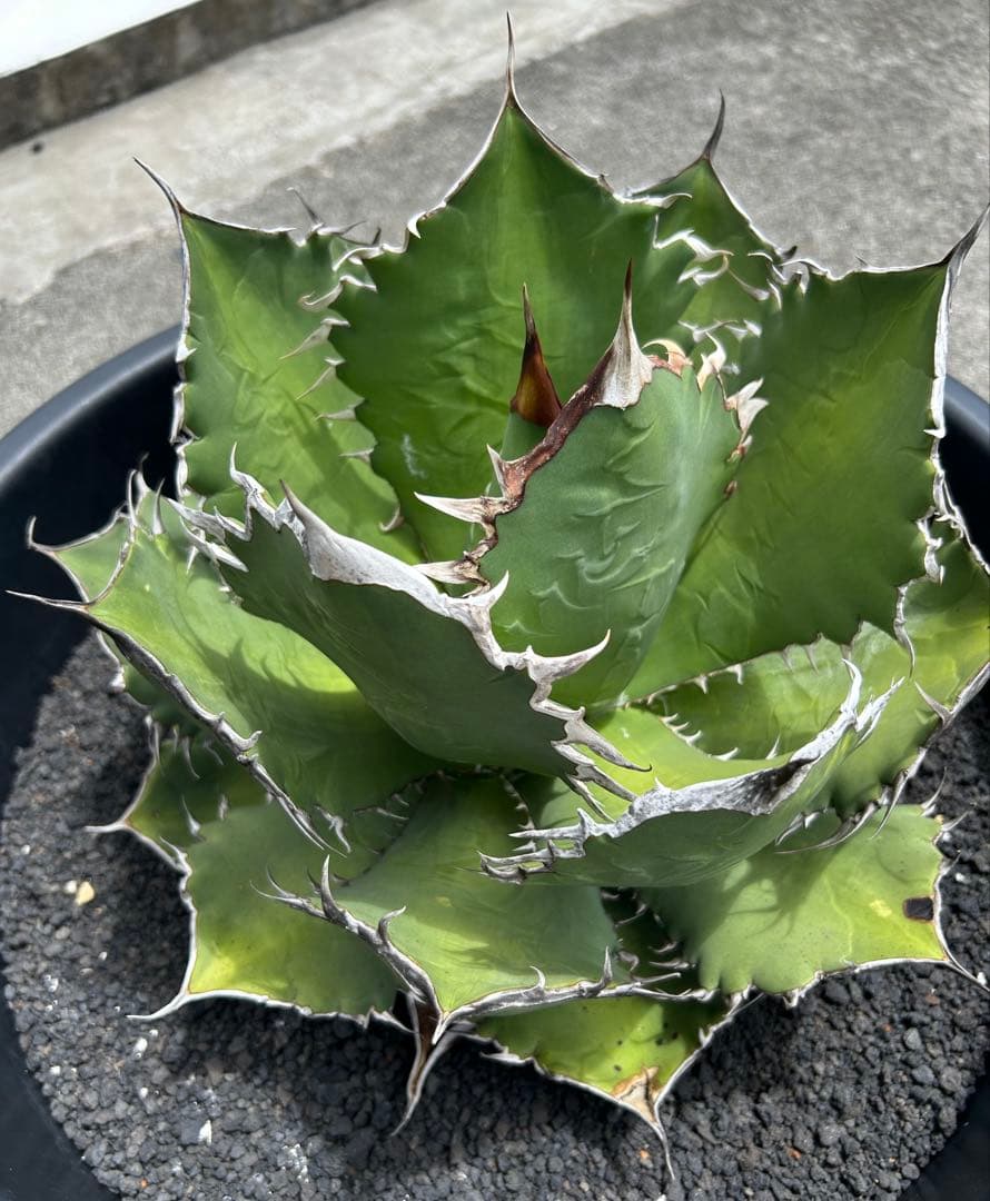 アガベ オテロイ 超特大 W約50cm〜 スペシャル株