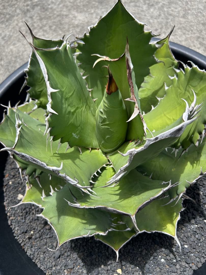 アガベ オテロイ 超特大 W約50cm〜 スペシャル株