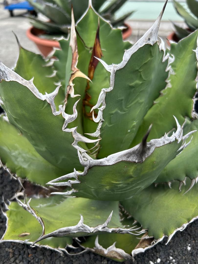 アガベ オテロイ 超特大 W約50cm〜 スペシャル株