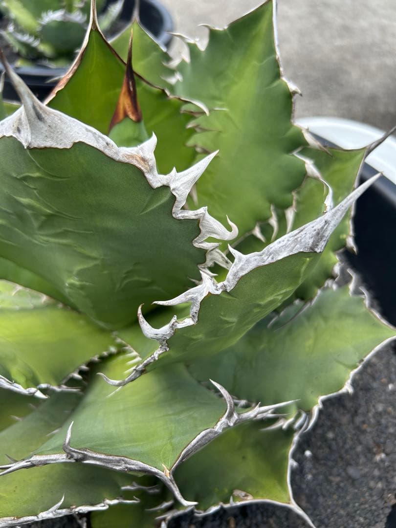 アガベ オテロイ 超特大 W約50cm〜 スペシャル株