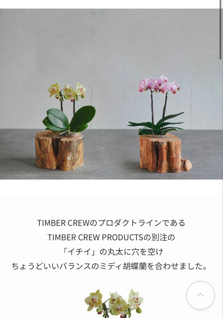 timber crew STAMP PLANTER 黒檀