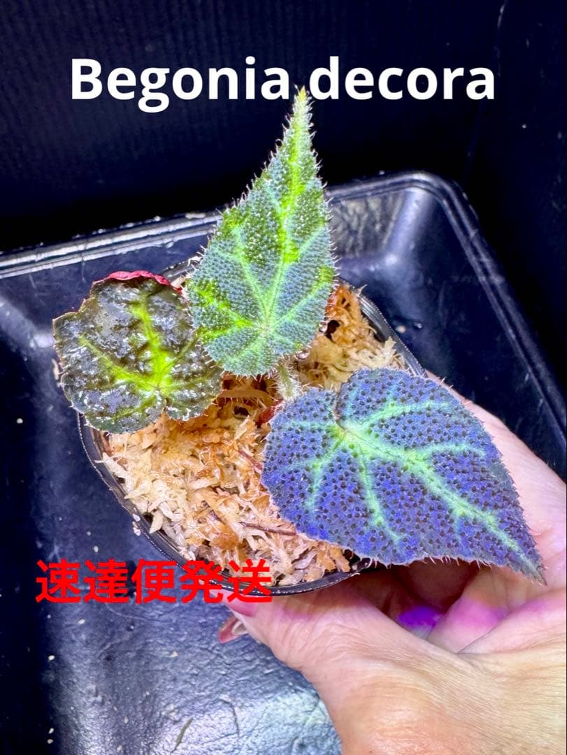 Sugi様 リクエスト 10点 まとめ商品