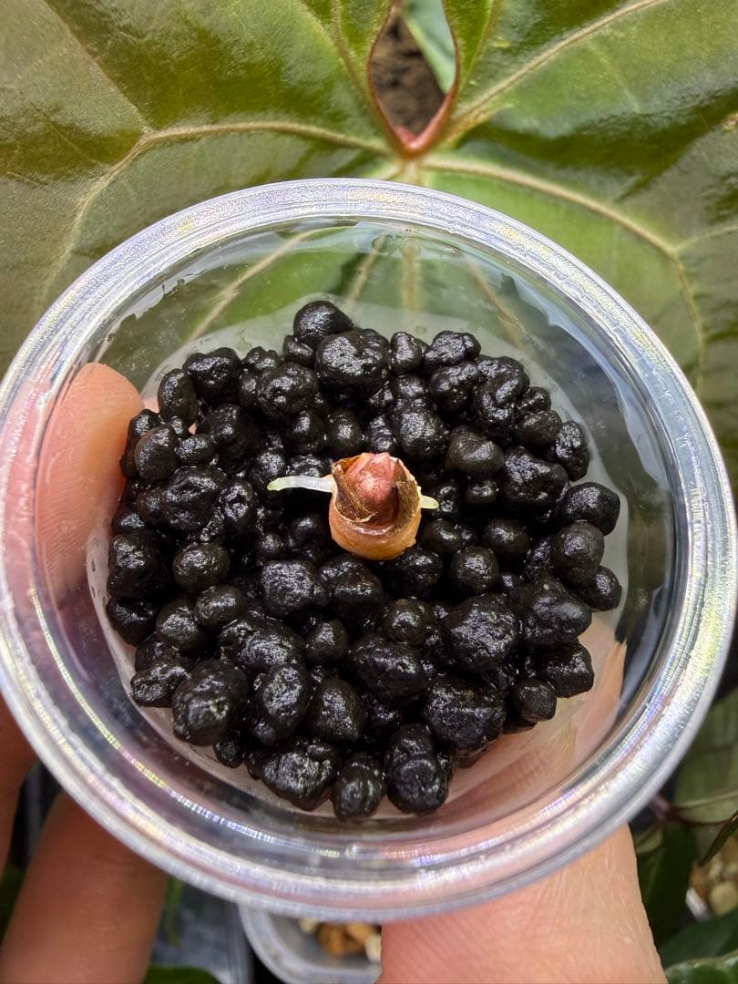 アロカシア斑入り品種小芋3種