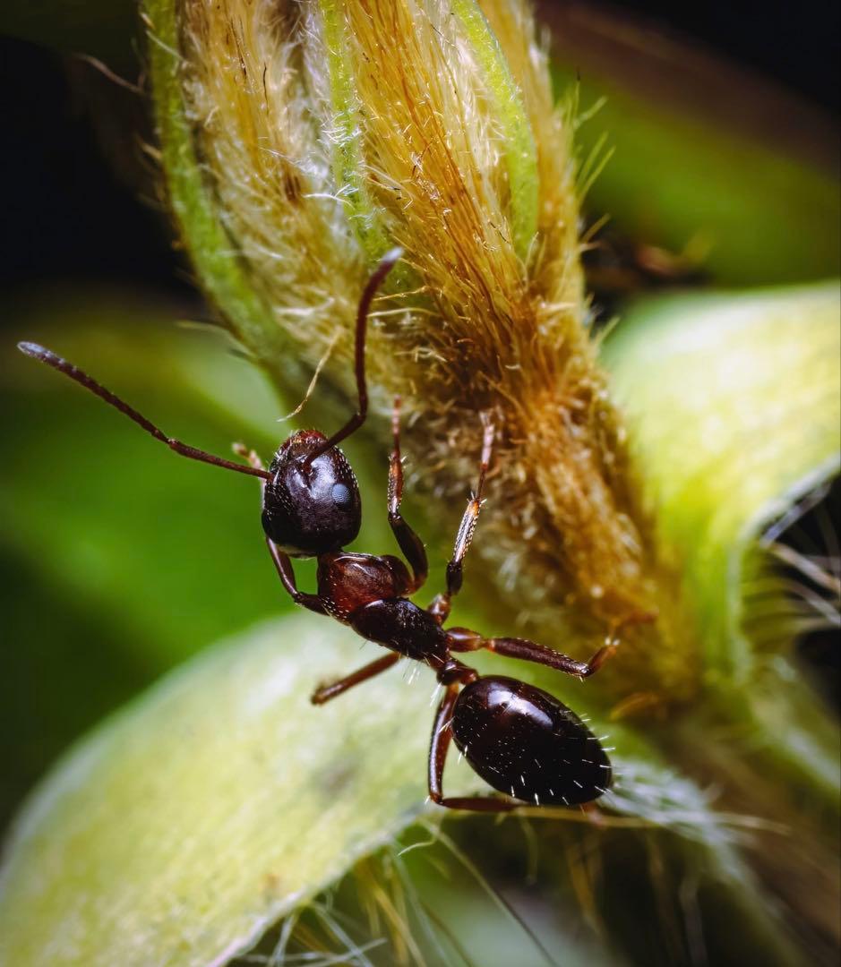 レンズ(単焦点) TAMRON SP AF Di 90mm F2.8 MACRO