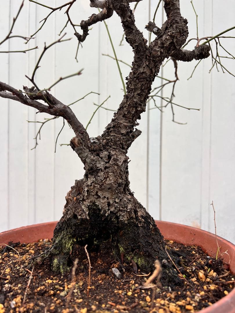 希少種❗️甲州野梅　盆栽　樹齢数十年