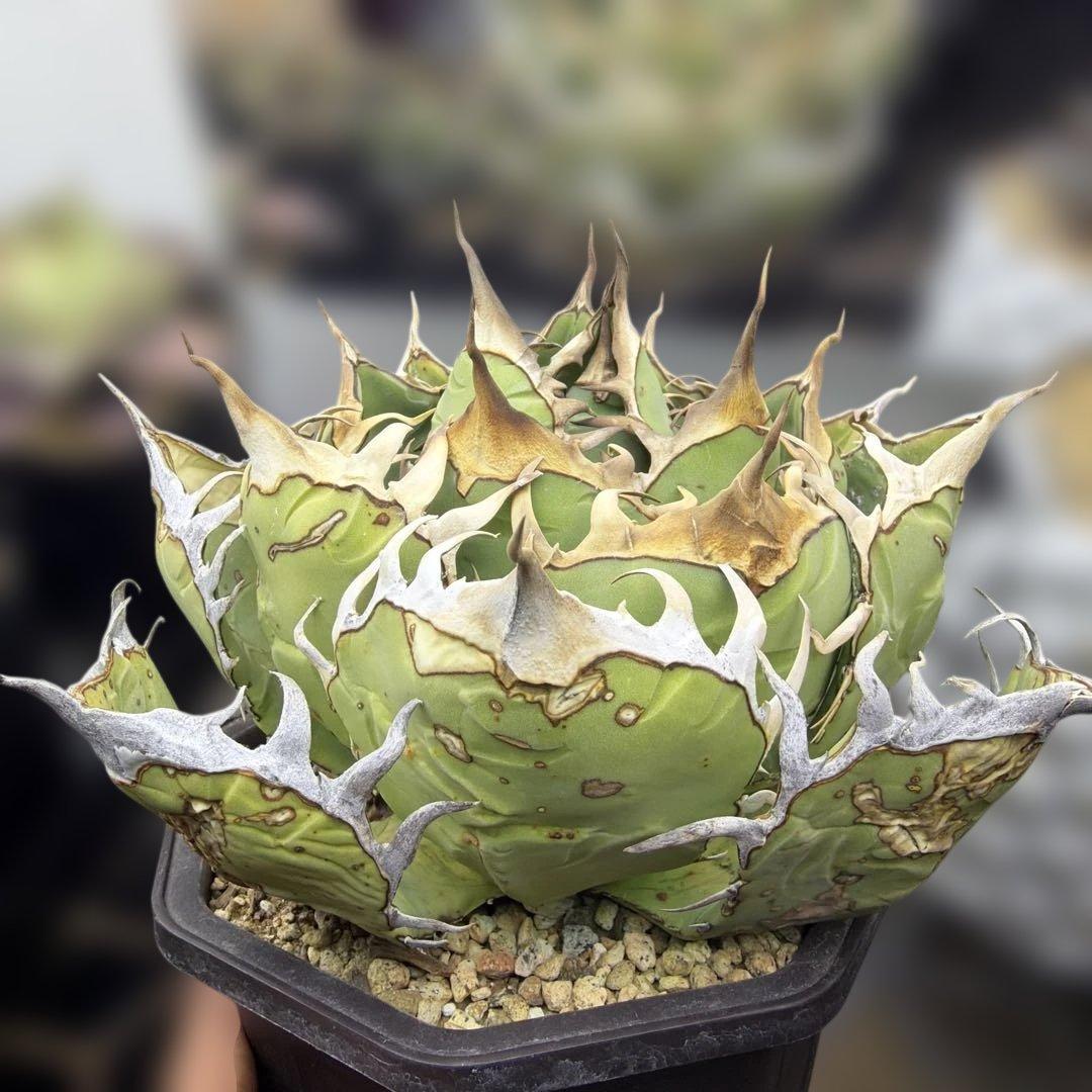 アガベ　オアハカ　現地球　活着済み　オテロイ　チタノタ