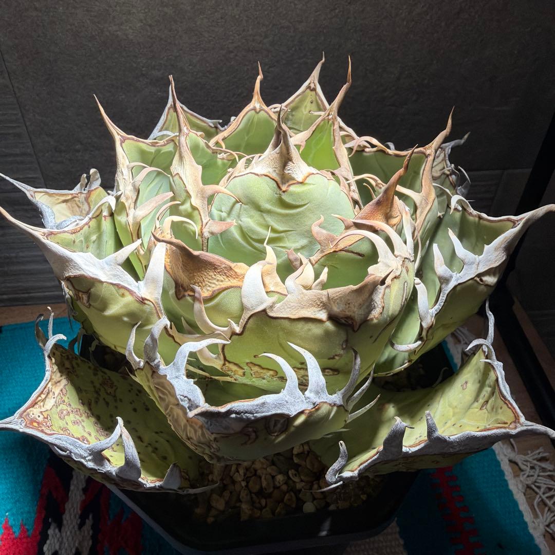 アガベ　オアハカ　現地球　活着済み　オテロイ　チタノタ