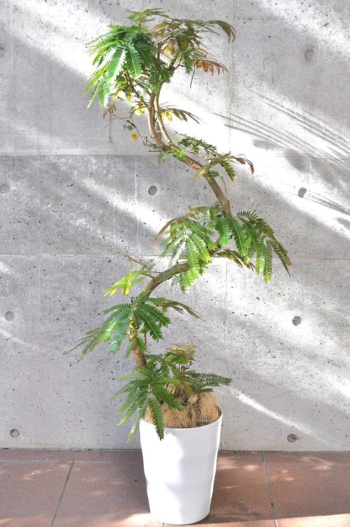 エバーフレッシュ 135cm 8号 S-shaped tree form