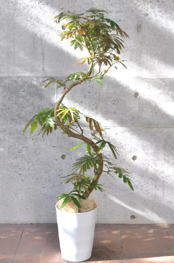 エバーフレッシュ 135cm 8号 S-shaped tree form