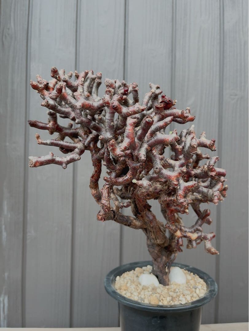 《期間限定販売❗️》『ペラルゴニウム　ミラビレ③』現地球　発根済み極美大株