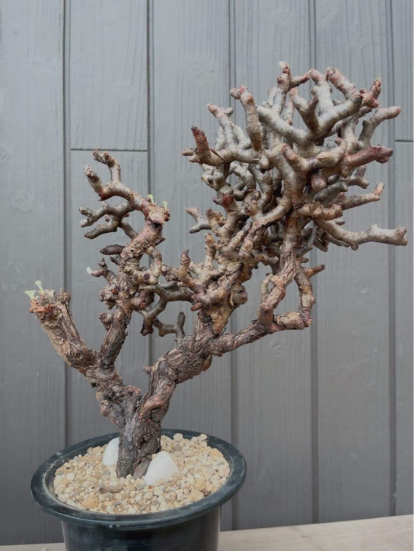 《期間限定販売❗️》『ペラルゴニウム　ミラビレ③』現地球　発根済み極美大株