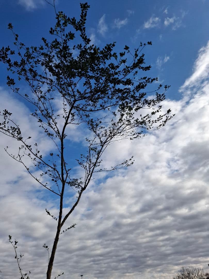 ツゲ　柘植　山採り　　　－アオダモ、アオハダ、カエデ、もみじー