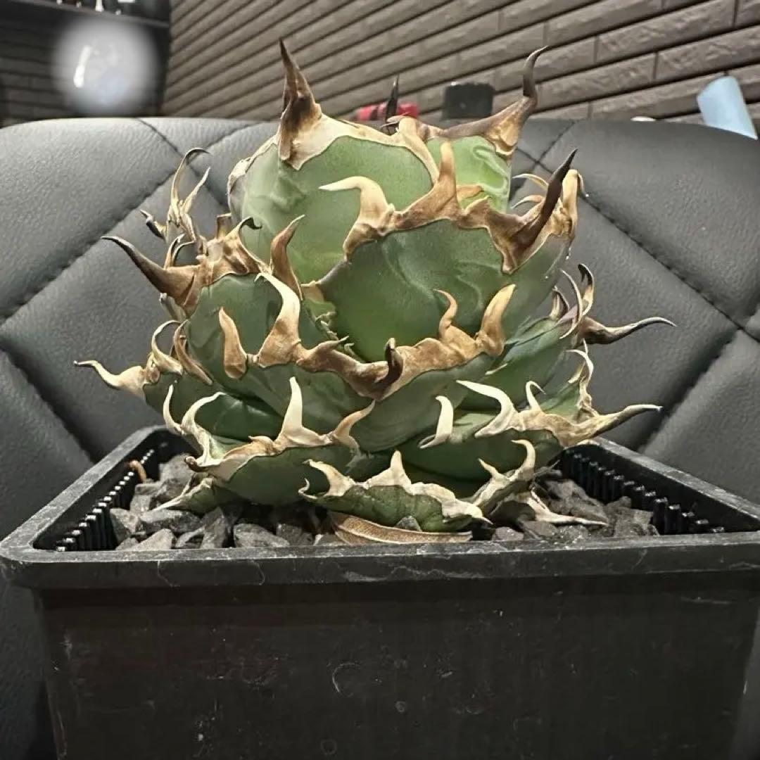 アガベ ハデス 親株 チタノタ