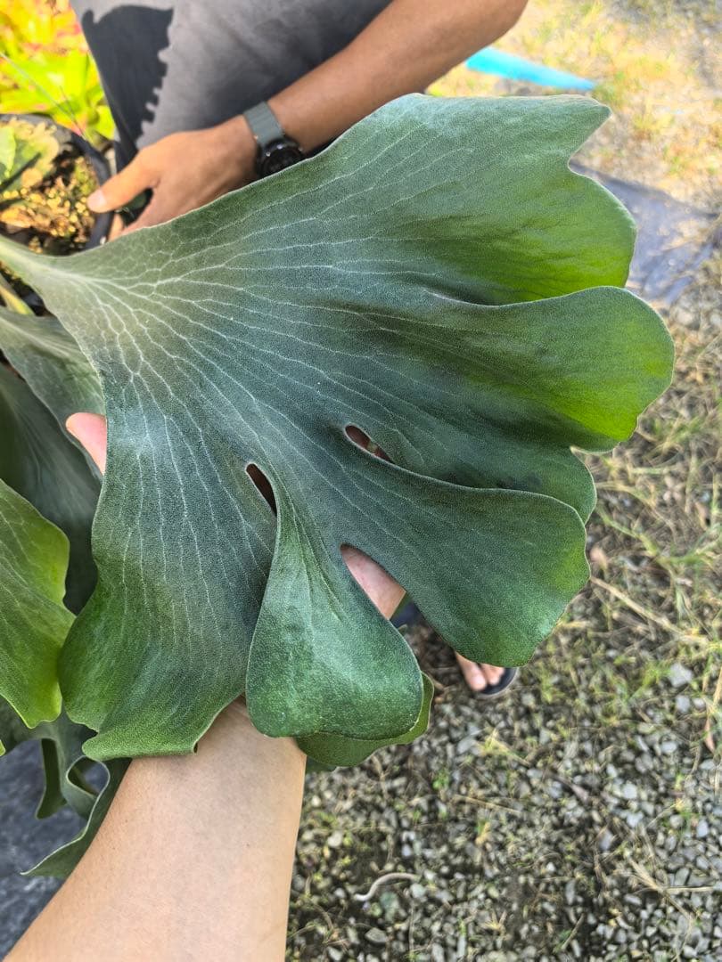 【byトンクラさん】P.Bangpung 子株　タイ輸入株