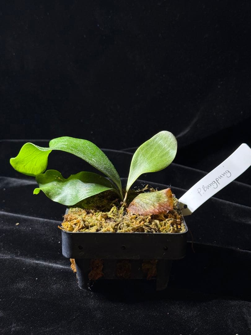 【byトンクラさん】P.Bangpung 子株　タイ輸入株