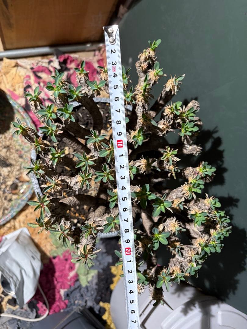 ユーフォルビア ギラウミニアナ 良型 大株 現地球 発根済み