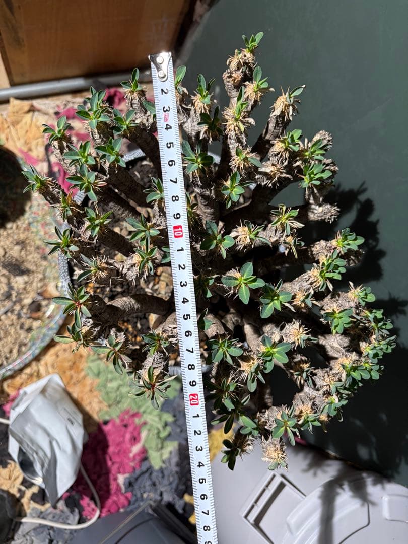 ユーフォルビア ギラウミニアナ 良型 大株 現地球 発根済み