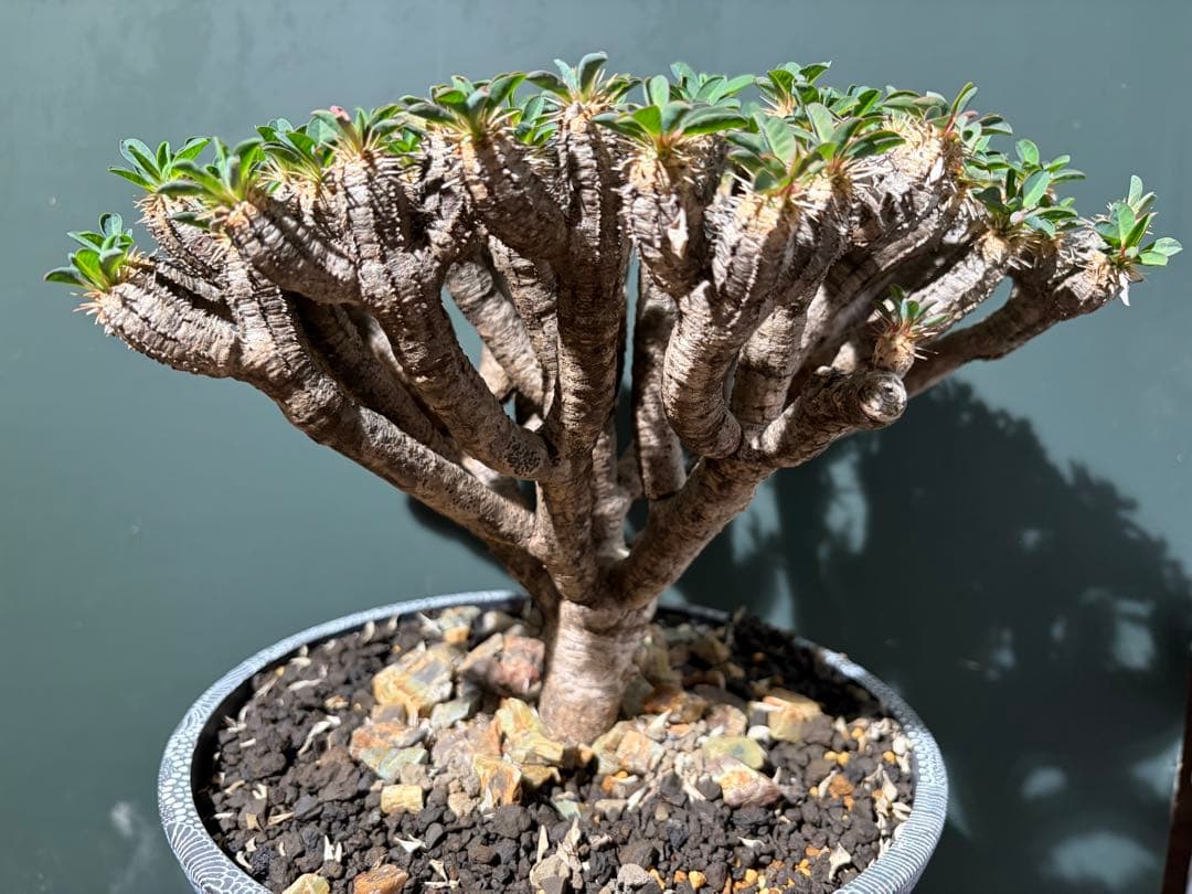 ユーフォルビア ギラウミニアナ 良型 大株 現地球 発根済み