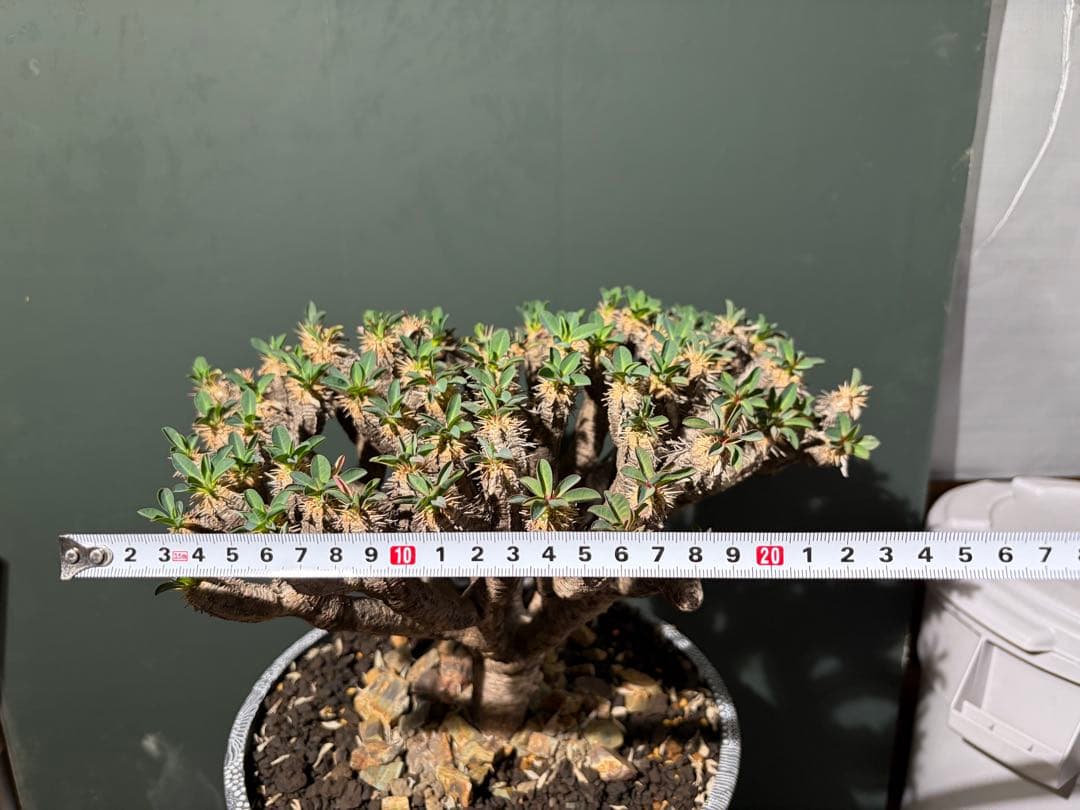 ユーフォルビア ギラウミニアナ 良型 大株 現地球 発根済み