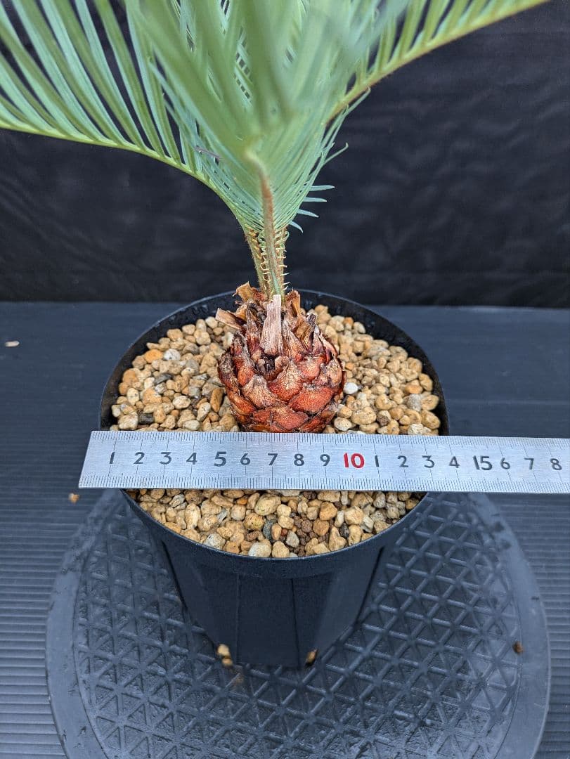 8 サイカス カイルンシアナ 赤肌 幹5センチ オススメ