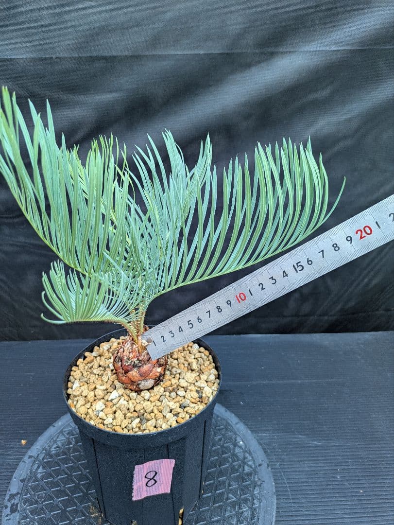 8 サイカス カイルンシアナ 赤肌 幹5センチ オススメ