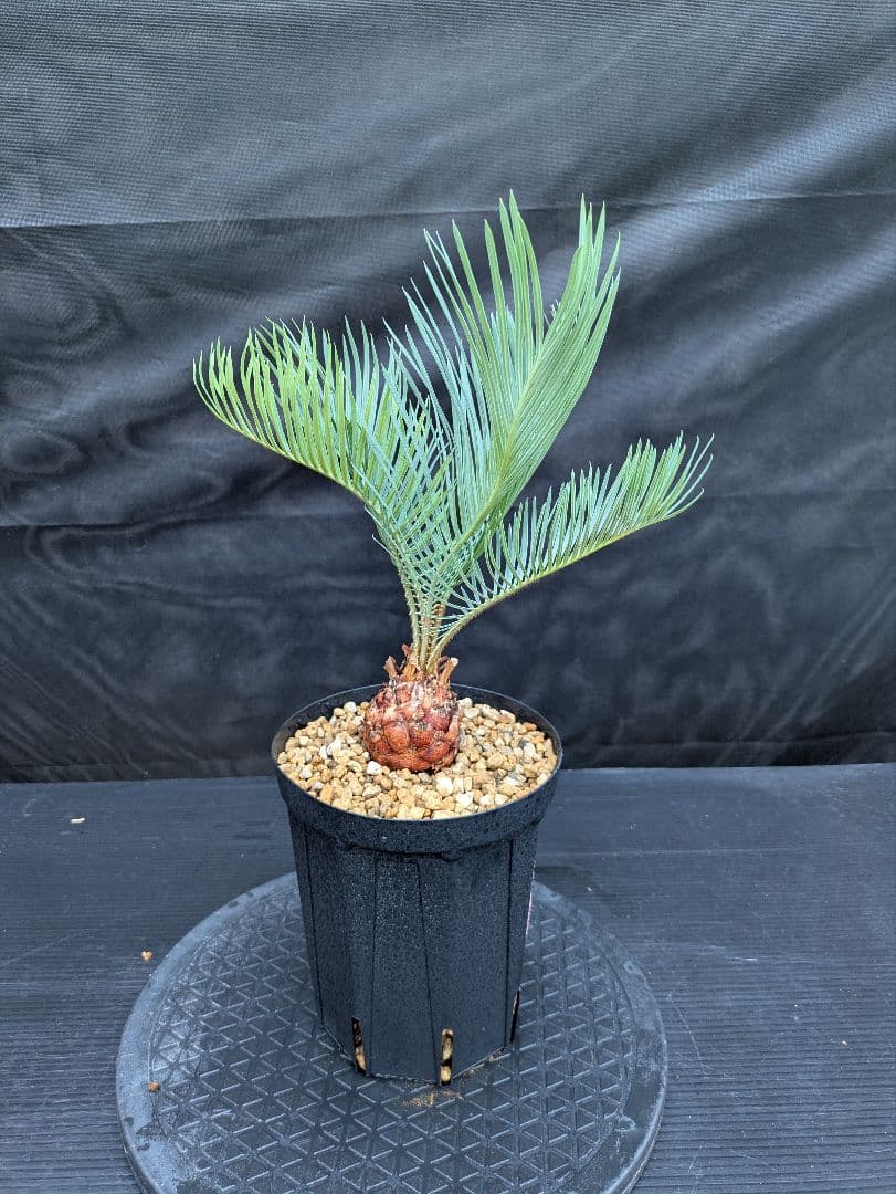 8 サイカス カイルンシアナ 赤肌 幹5センチ オススメ