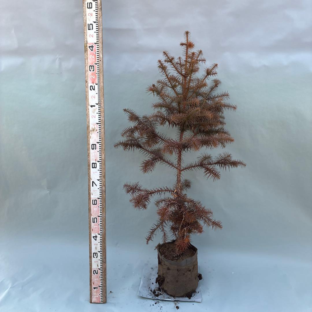 コウヨウザン　150cm