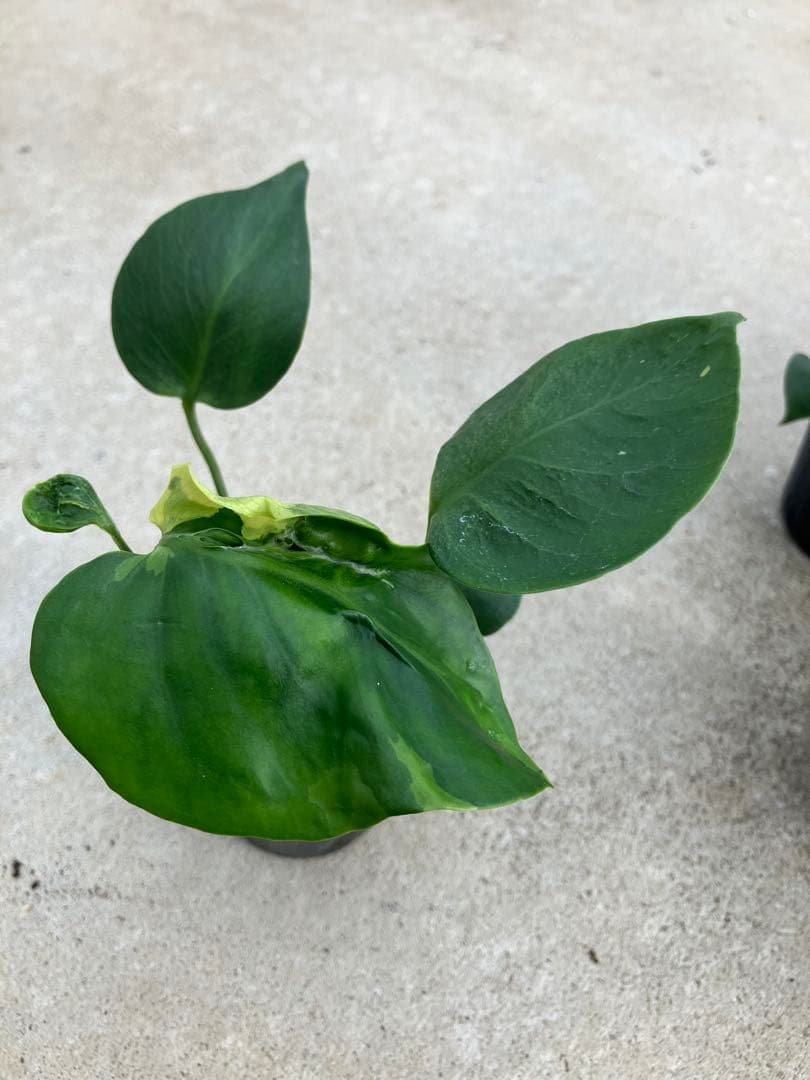 モンステラ斑入り　デリシオーサ実生苗　10鉢セット