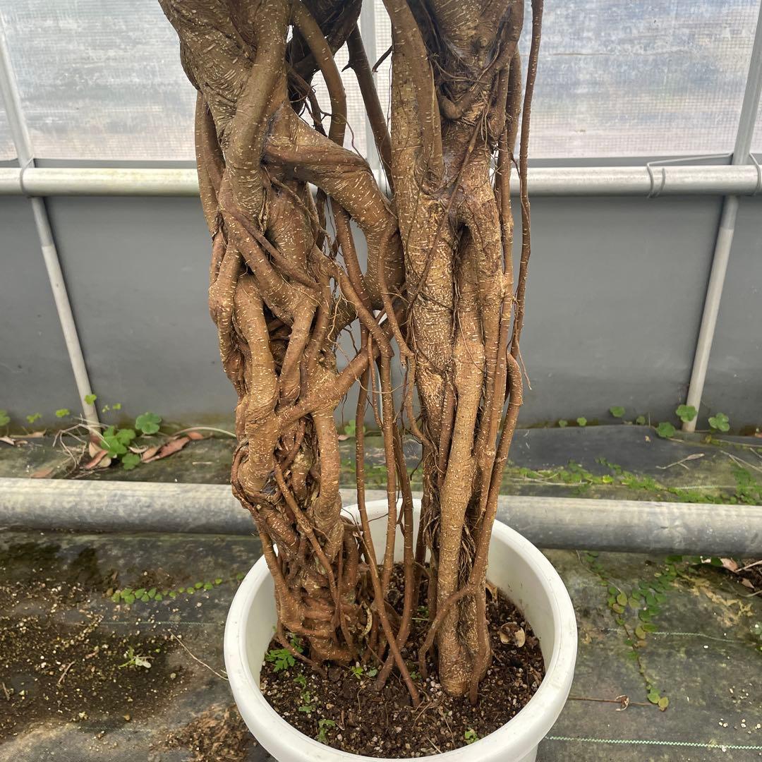 パンダガジュマル　コパンダ接木　10号リン鉢