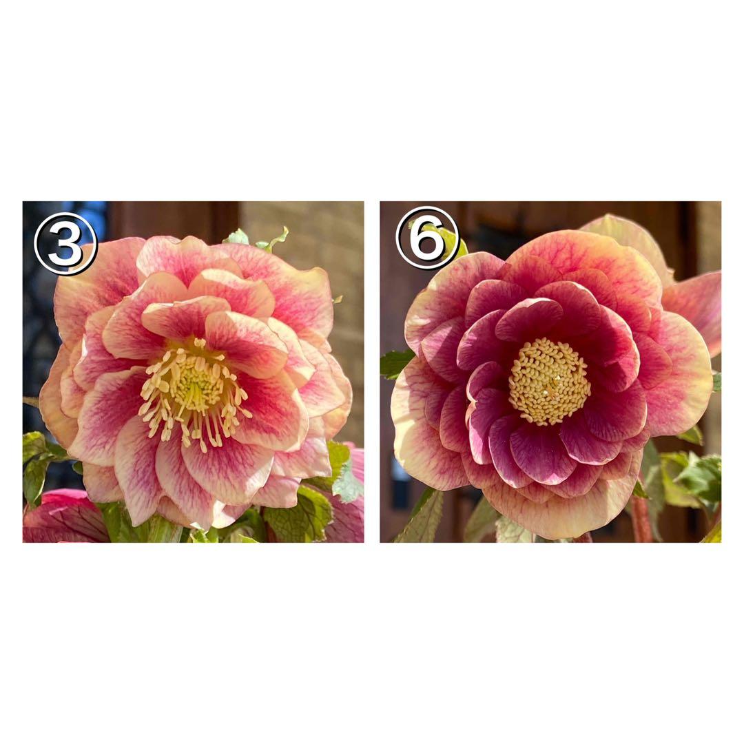 ソレイユ×ソレイユ★クリスマスローズ交配苗★開花年数経過株★オーレア