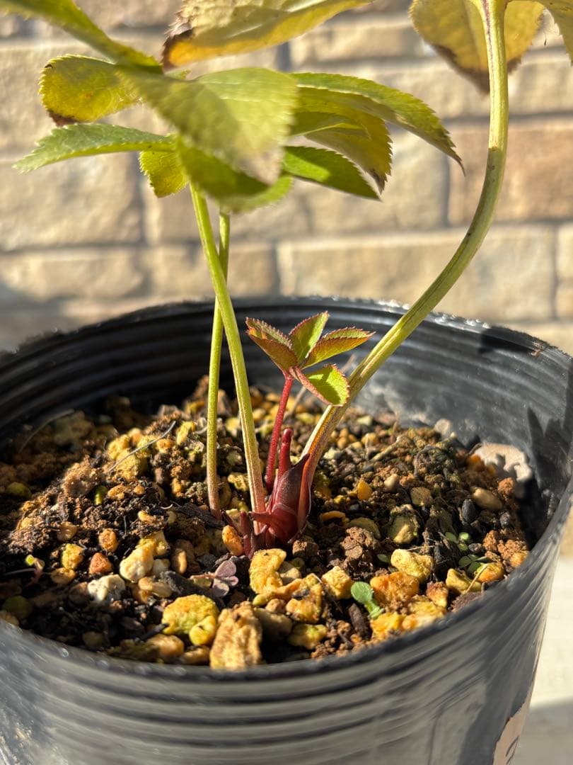 ソレイユ×ソレイユ★クリスマスローズ交配苗★開花年数経過株★オーレア