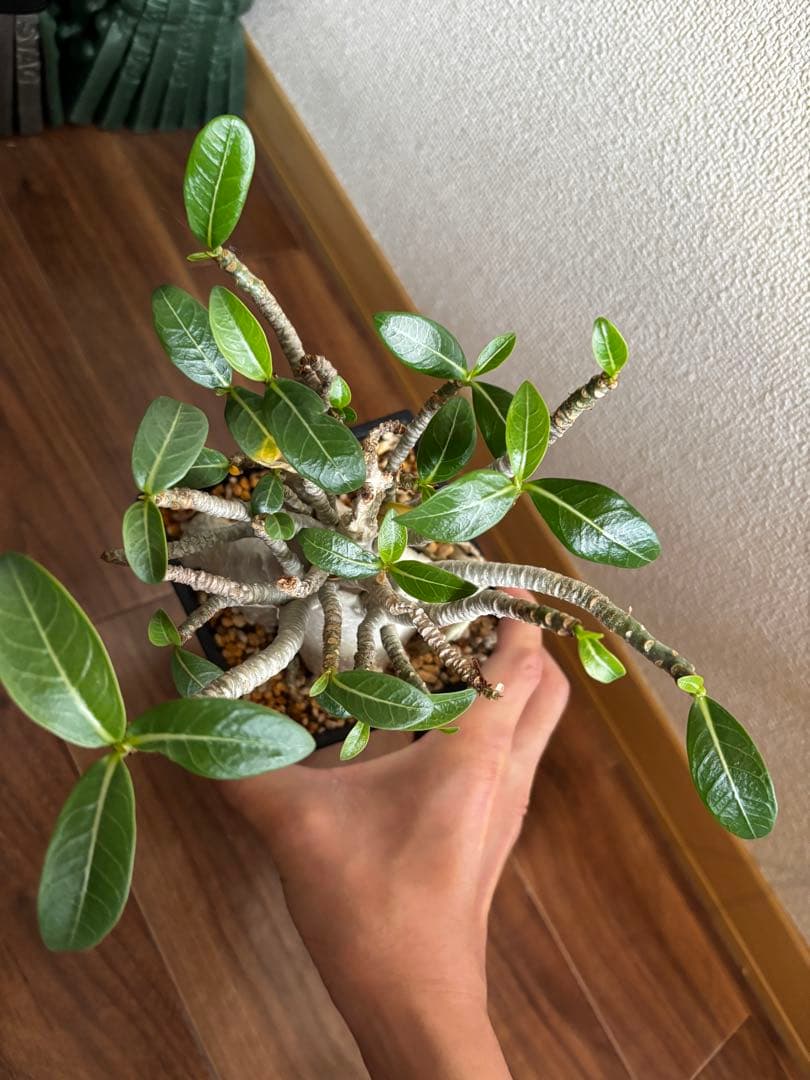 【発根済み】アデニウム タイソコトラナム(優良株)