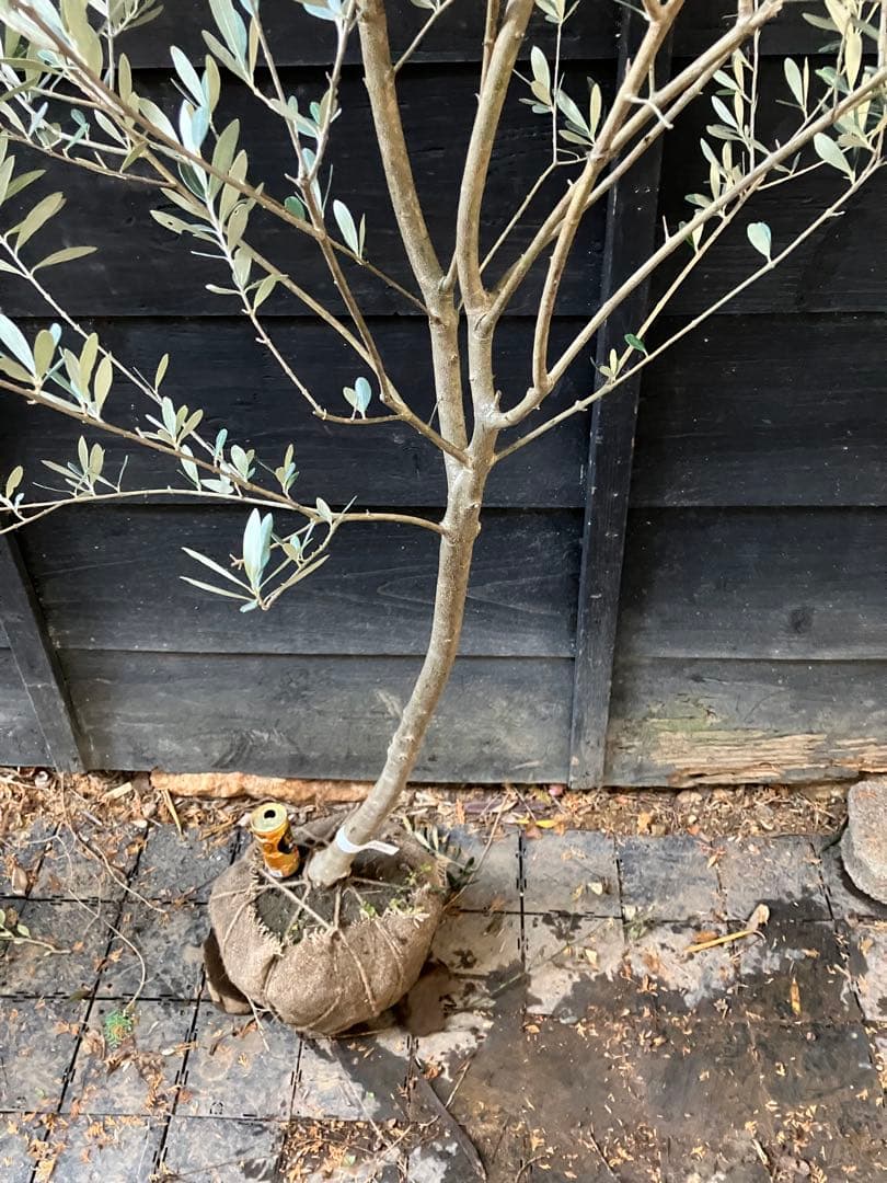 オリーブの木　モライオロ