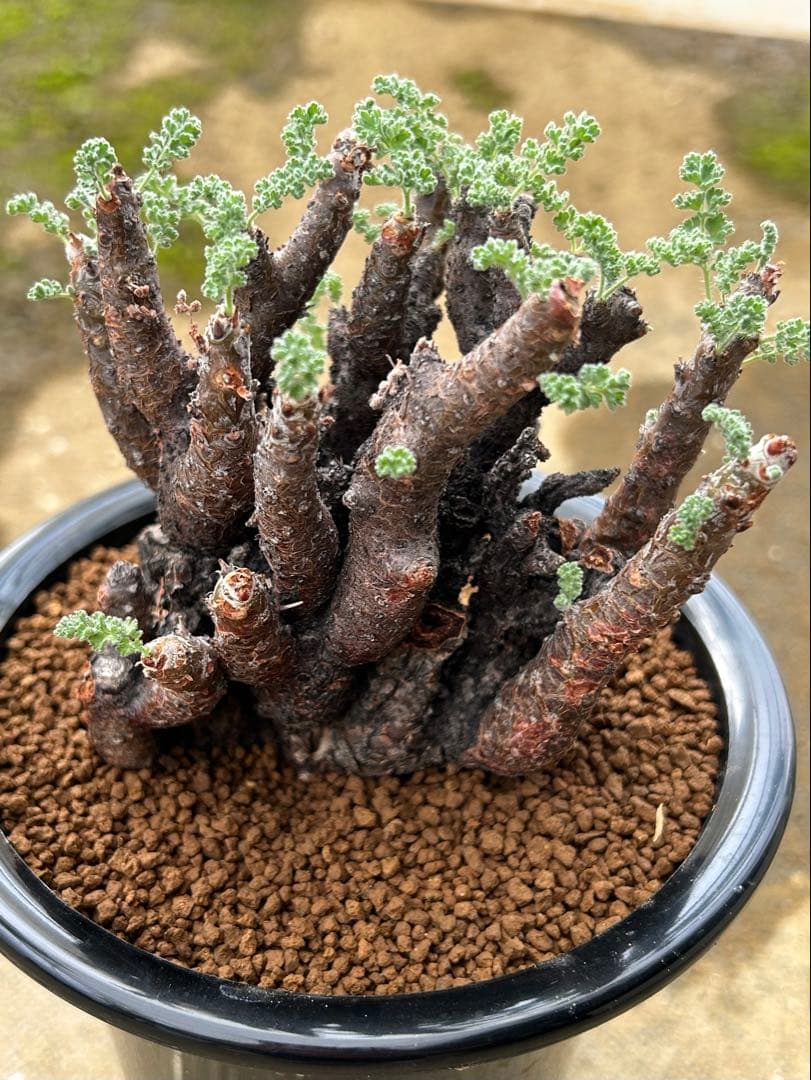 ペラルゴニウム　アルテルナンス　美株