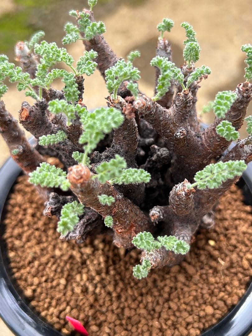 ペラルゴニウム　アルテルナンス　美株