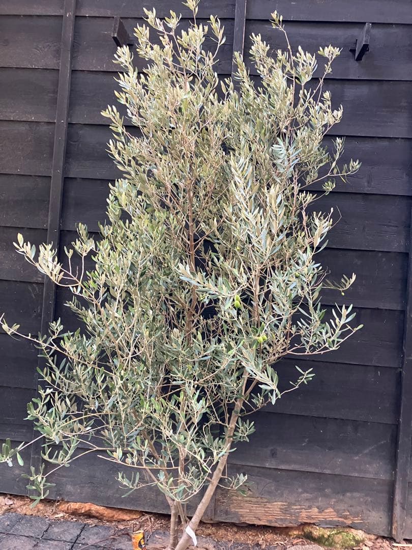 オリーブの木　ミッション