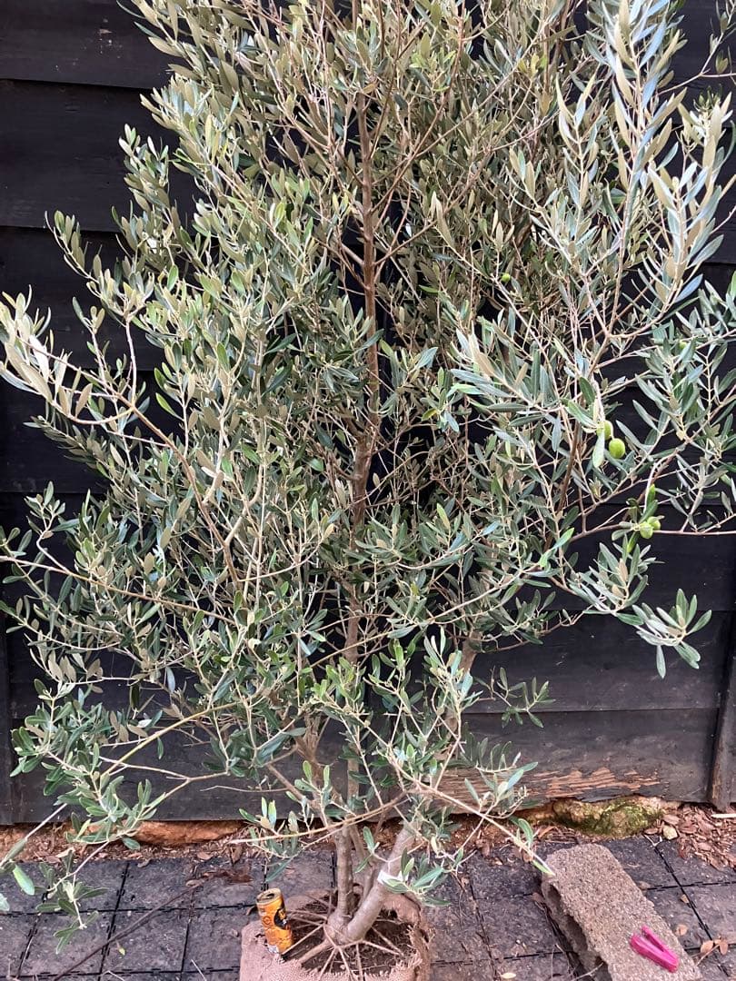 オリーブの木　ミッション