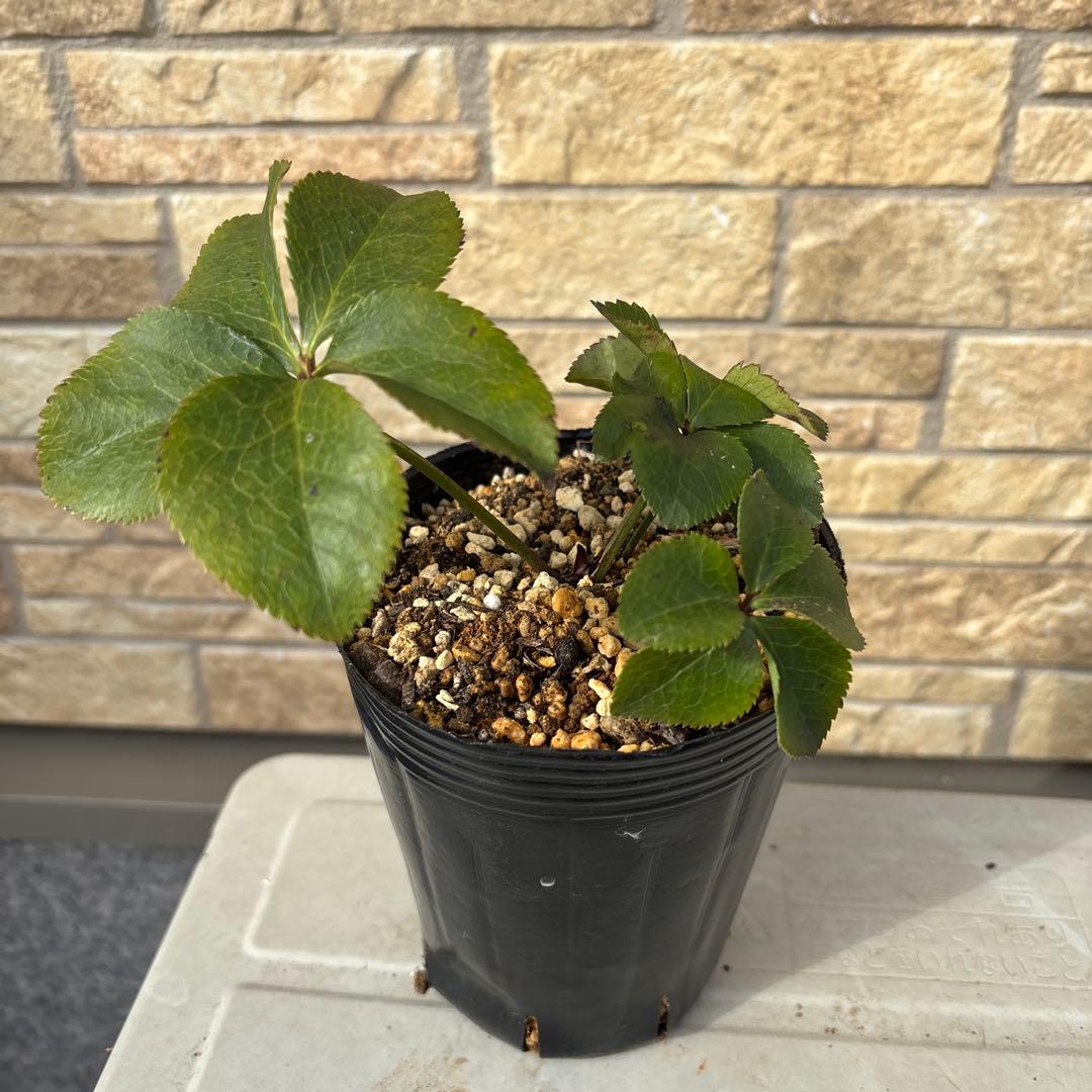 レッドグラデーション縁抜け×千重咲ピンクピコティ★クリスマスローズ三年生苗