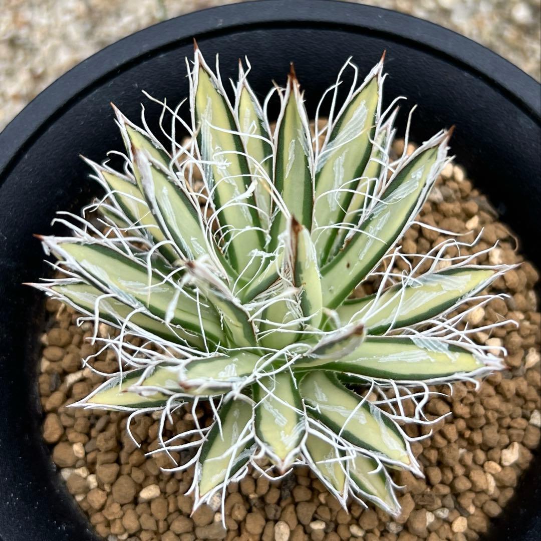 アガベ　姫乱れ雪錦　白中斑　希少