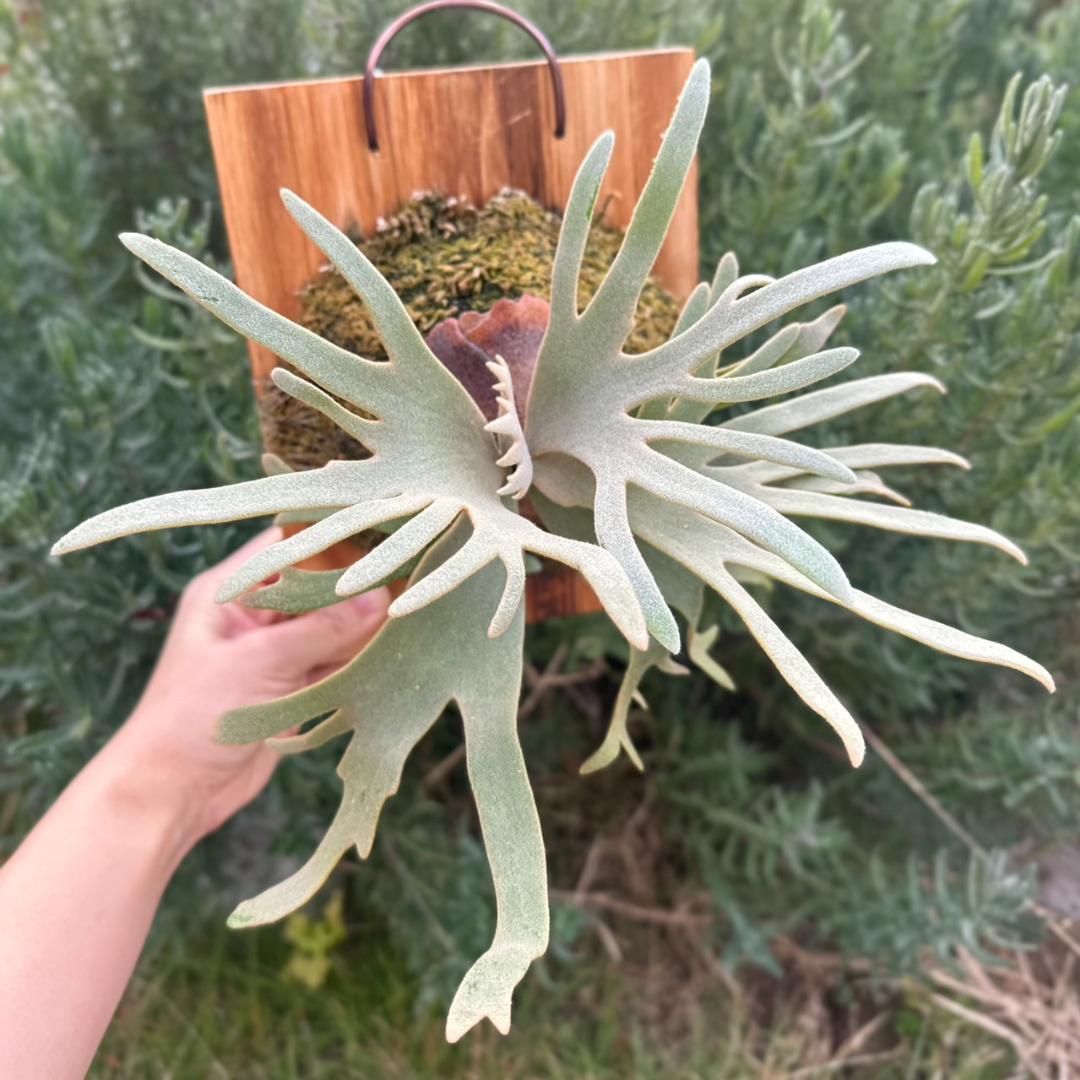 P.willinckii ’Jade Girl’ spore　40