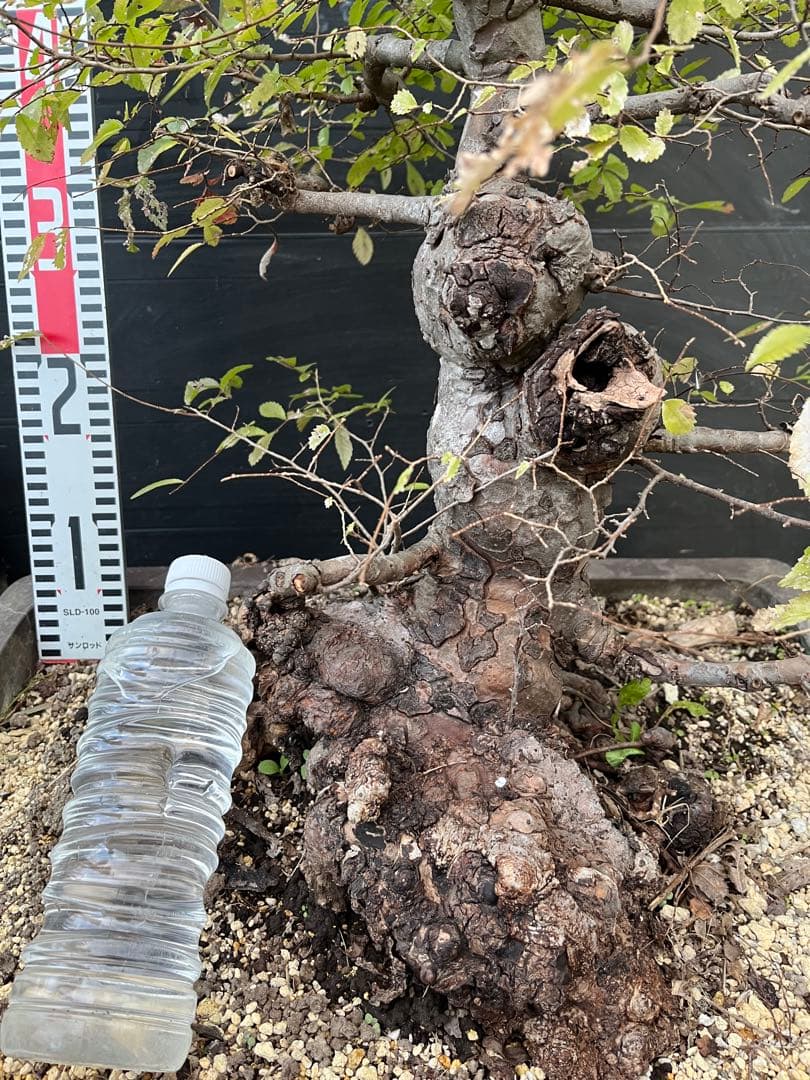 超極太古木　欅　ケヤキ　盆栽　　落葉樹 高さ約45cm