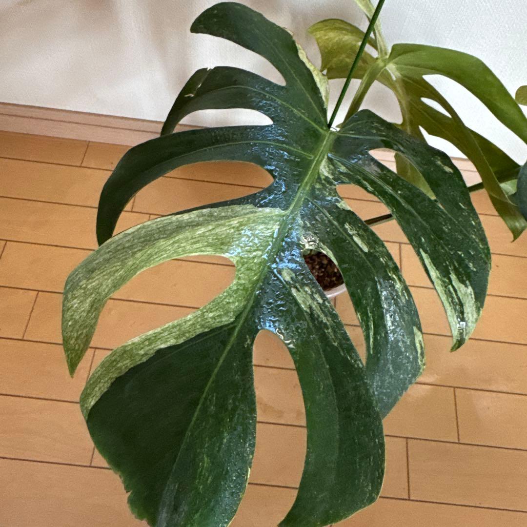 ＊モンステラ＊ミント＊Monstera＊Mint＊