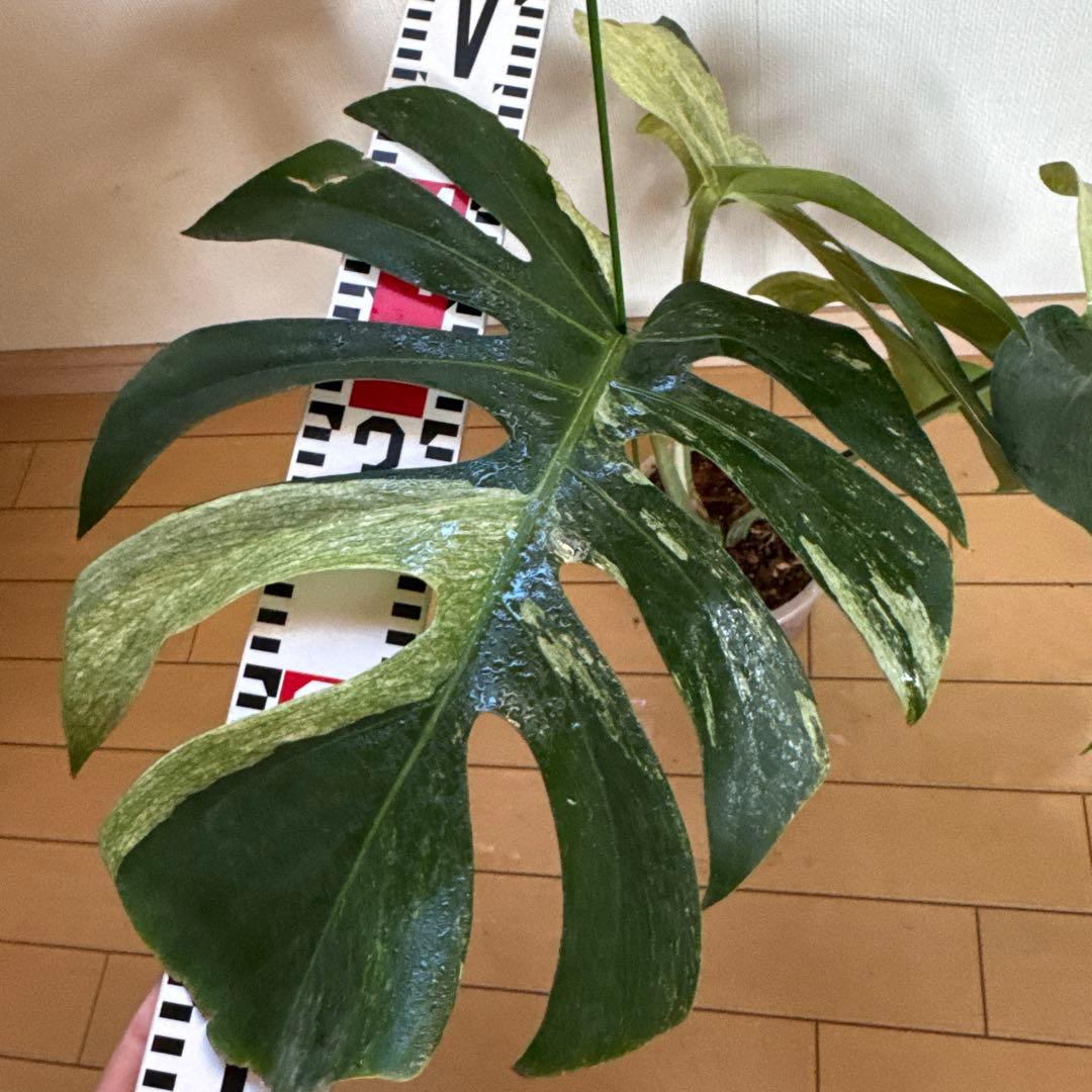 ＊モンステラ＊ミント＊Monstera＊Mint＊