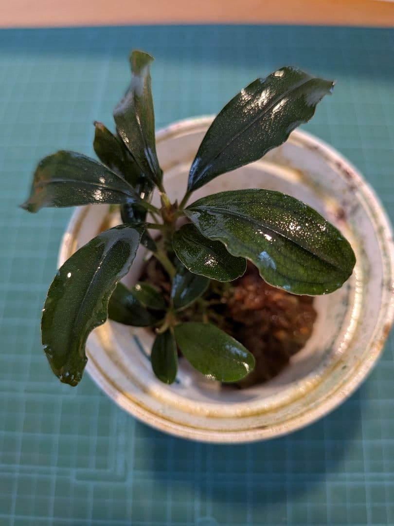 くぅ
