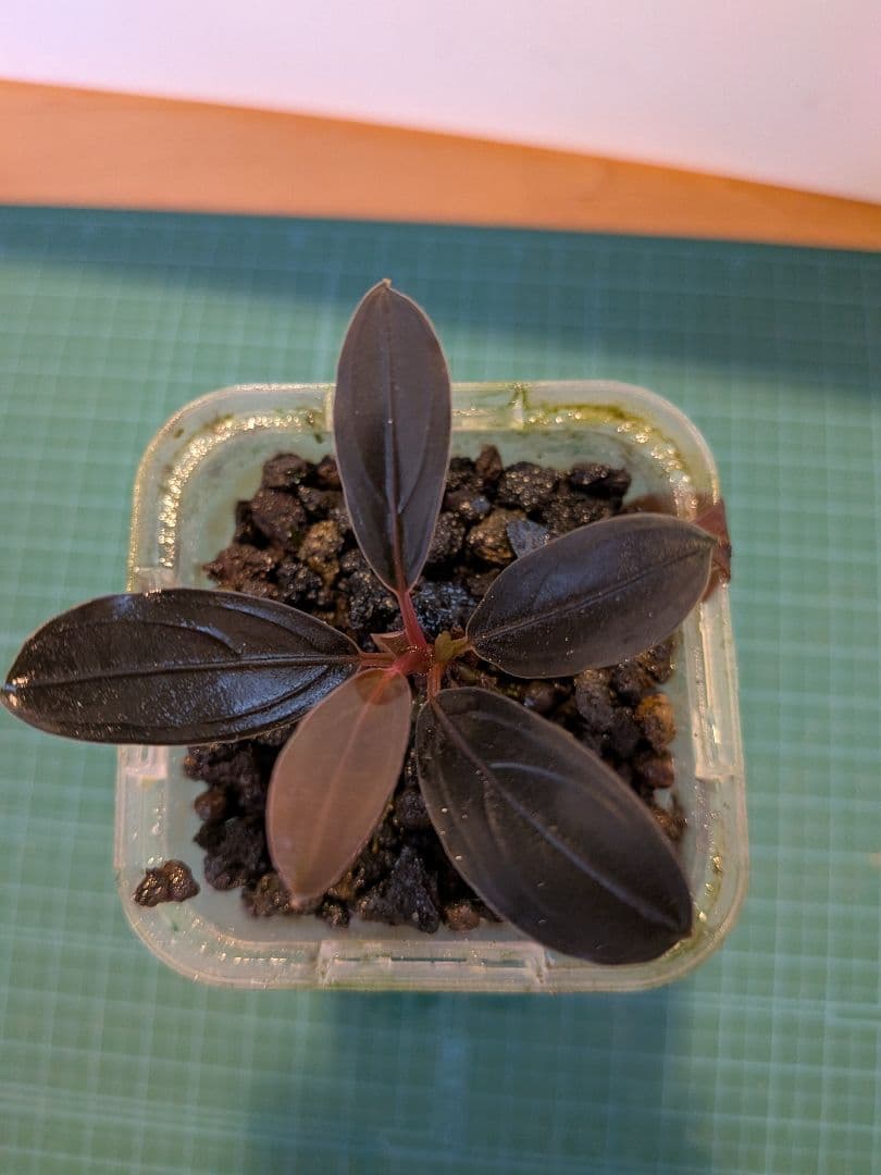 くぅ