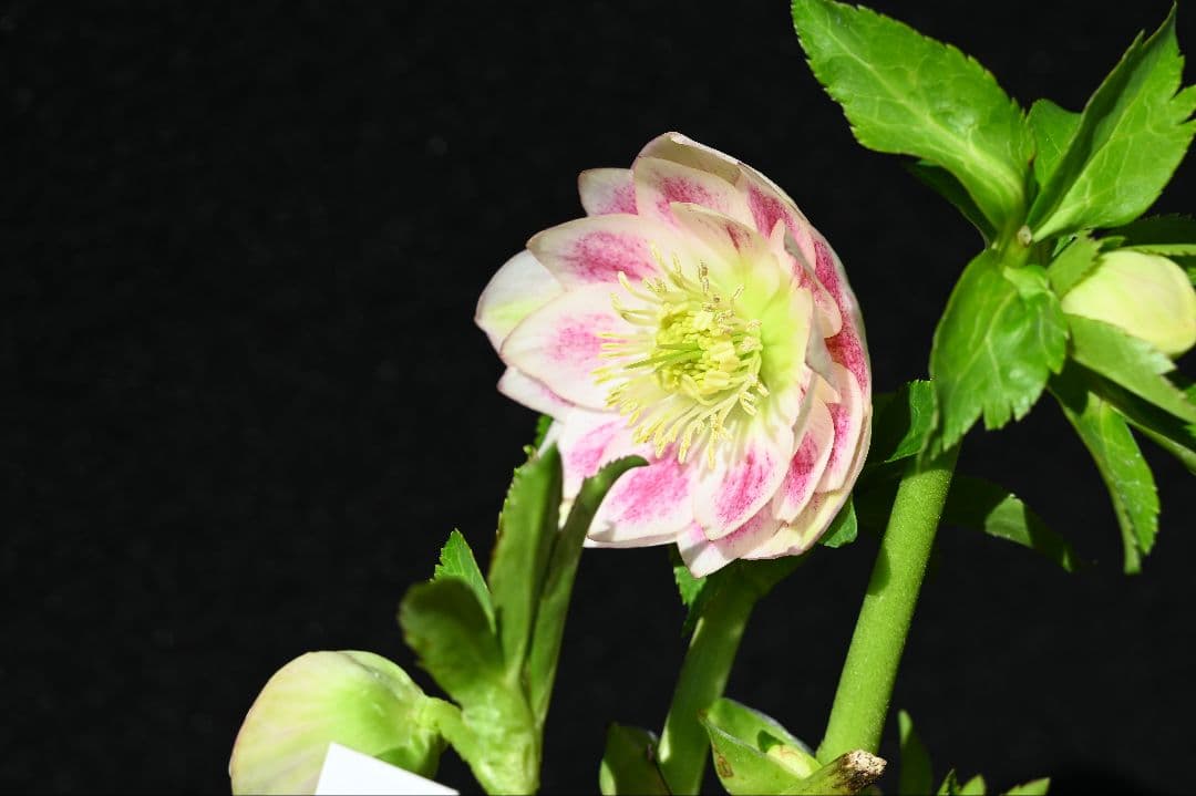 クリスマスローズ　珍品！！　認定グロッシープリマヴェーラ　加藤農園