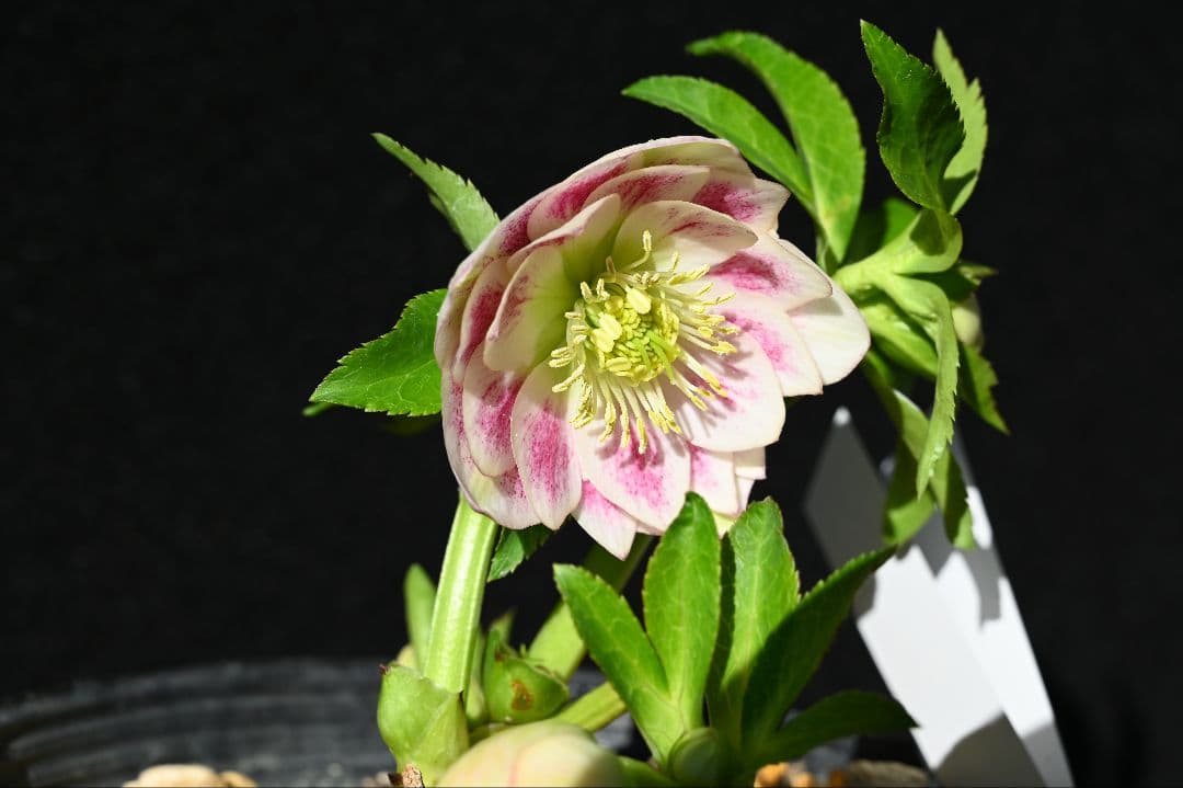 クリスマスローズ　珍品！！　認定グロッシープリマヴェーラ　加藤農園