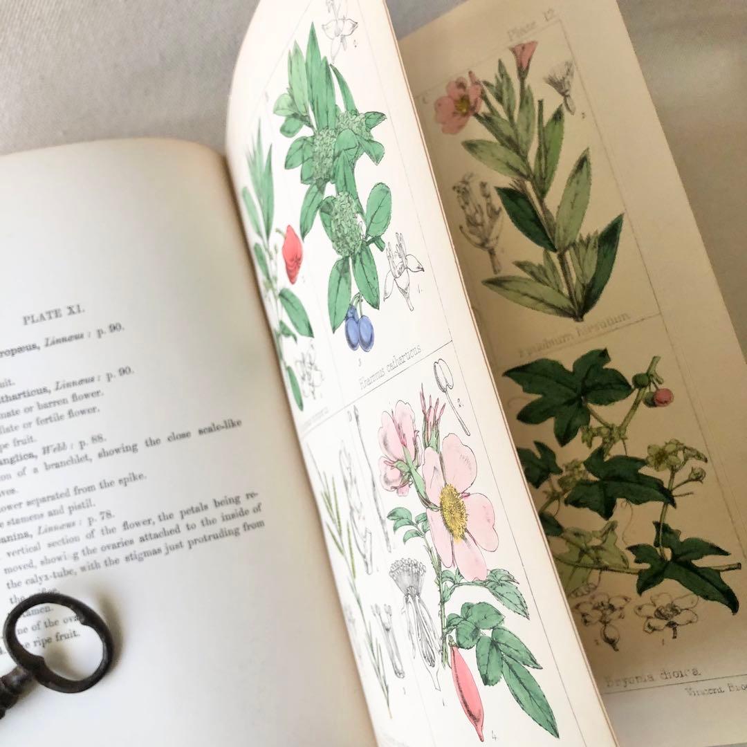 1867年！超希少　手彩色　英国ヴィクトリア時代のアンティーク植物図鑑