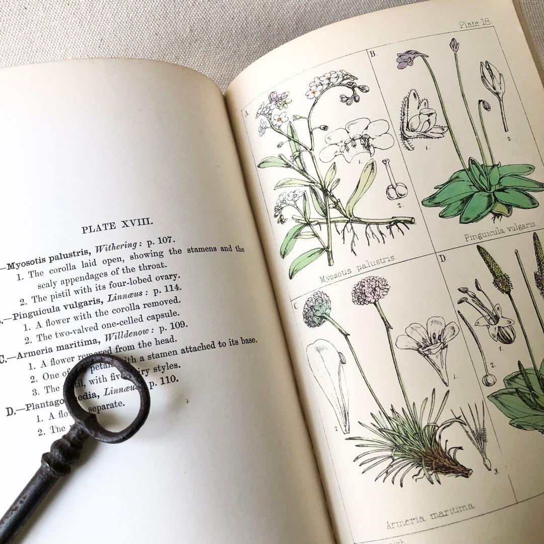 1867年！超希少　手彩色　英国ヴィクトリア時代のアンティーク植物図鑑