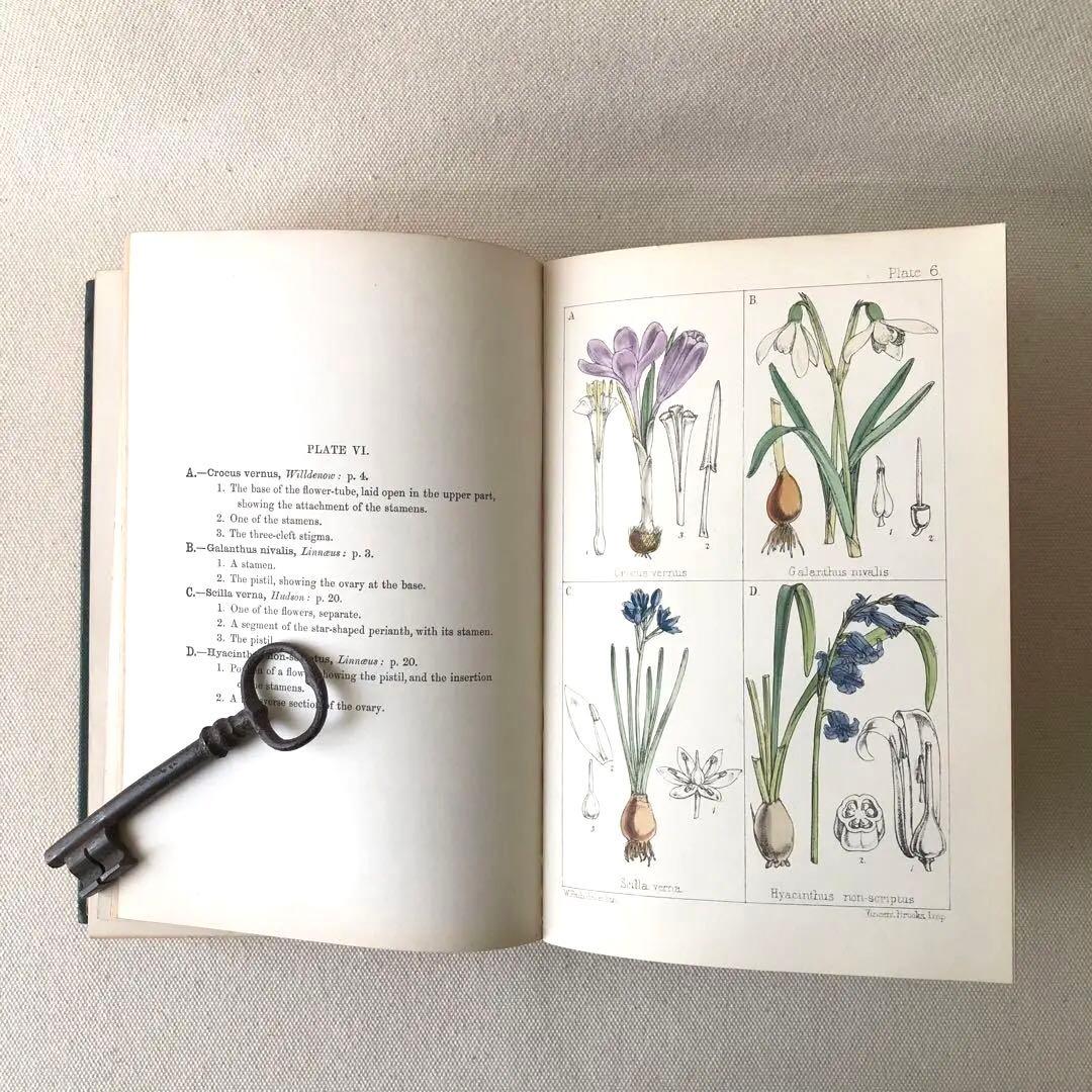 1867年！超希少　手彩色　英国ヴィクトリア時代のアンティーク植物図鑑